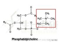 ethanolamine:ethanolamine utilization