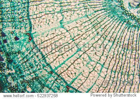 microscope如何记忆的简单介绍