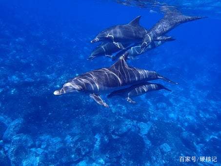 [海豚和蝙蝠是哺乳动物吗]海豚和蝙蝠是哺乳动物吗为什么