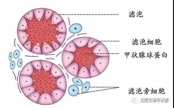 [TG与TGAb]tg与tan的区别