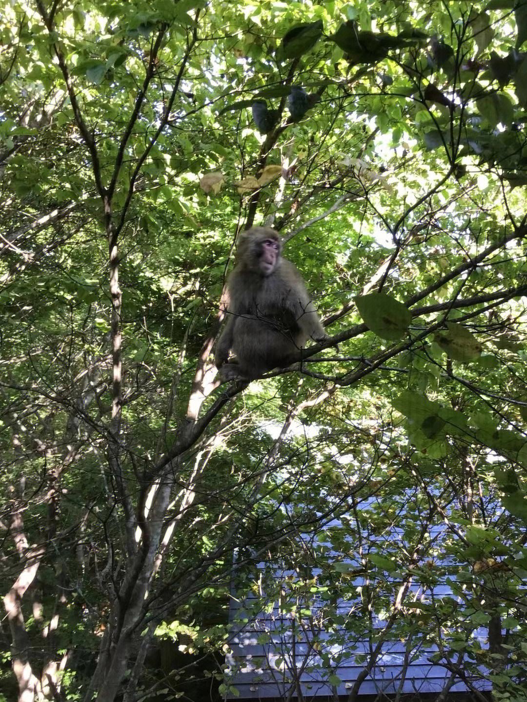 关于电报猴打电话叫人的信息