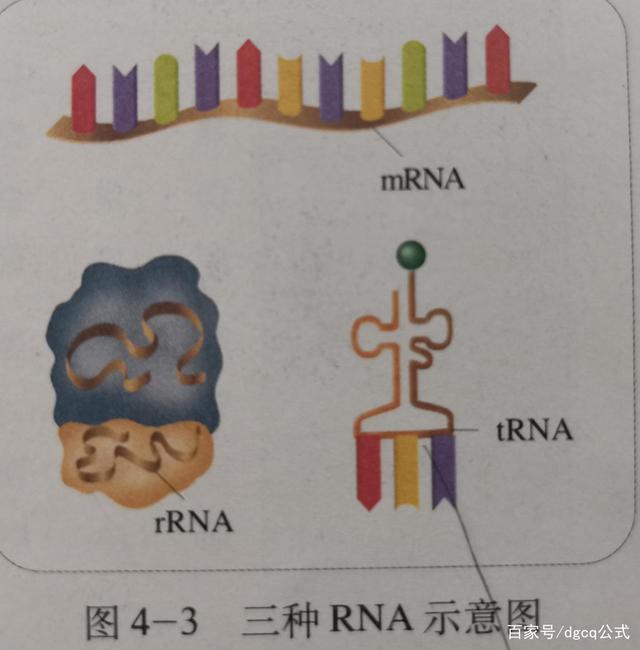 包含小狐狸钱包里面的RNA基因链是做什么的的词条