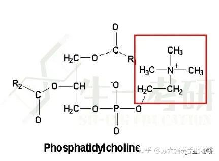 ethanolamine:ethanolamine utilization