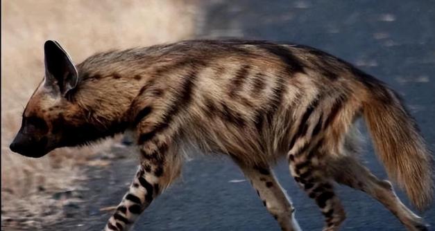 青面獠牙是什么动物:青面獠牙形容什么动物